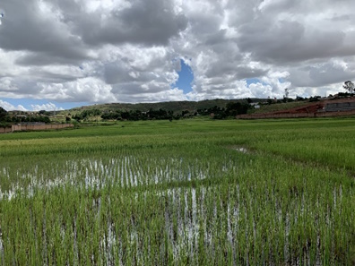Rizières dans la région de Boriziny (Port-Bergé)