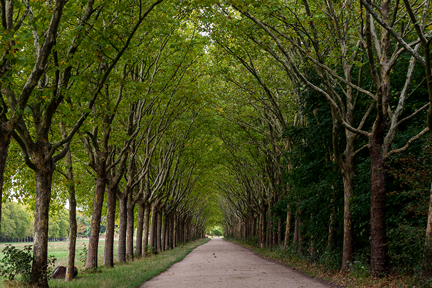 Arbres de Vincennes
