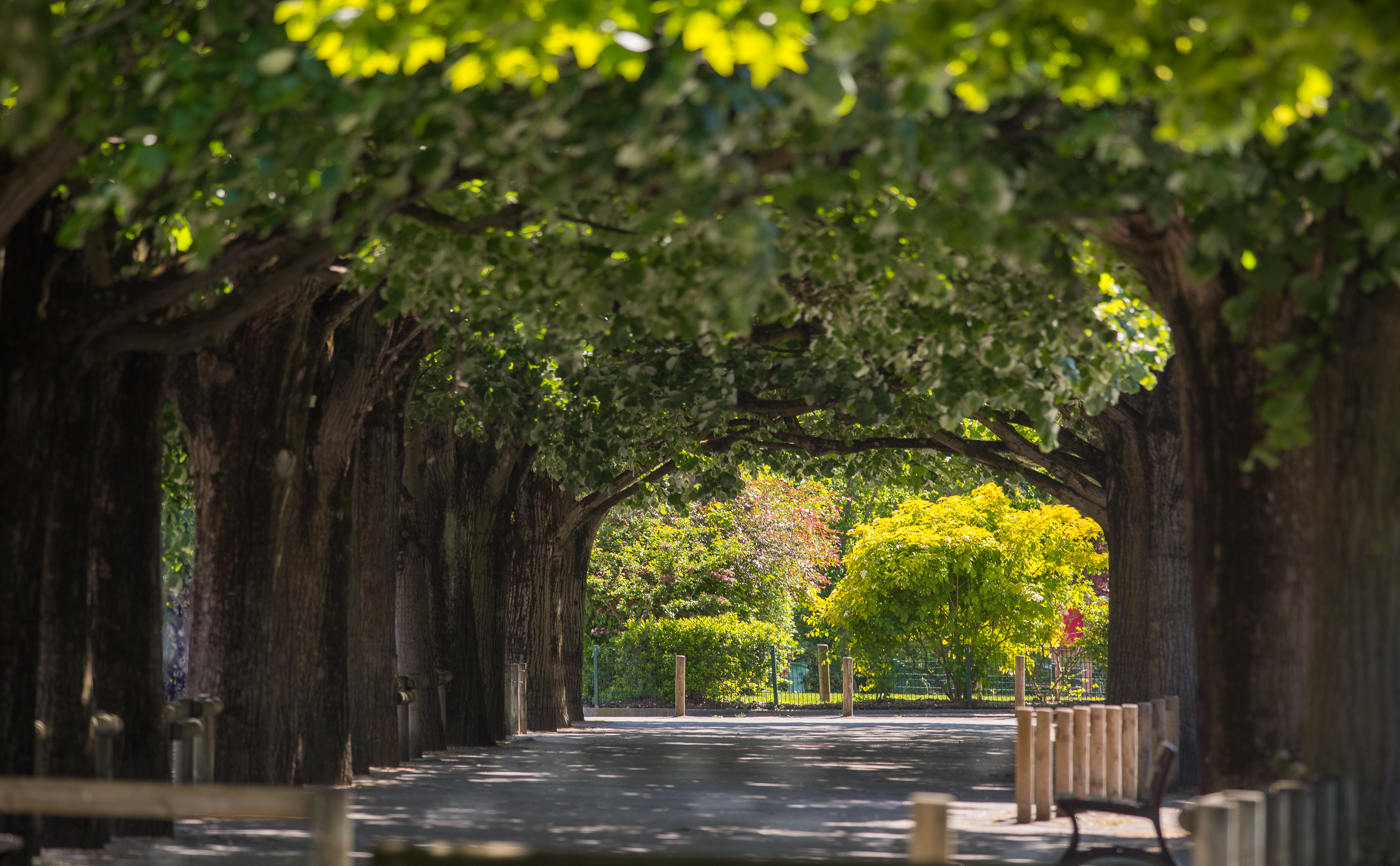 Les arbres s’enracinent durablement à Vincennes