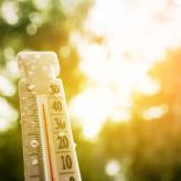 canicule