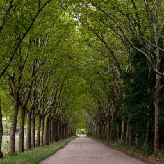 arbres de vincennes
