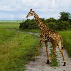 photo d'un éléphant dans une savane au Rwada