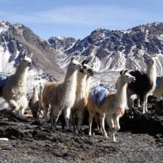 photo avec des lamas sur une colline en Bolivie