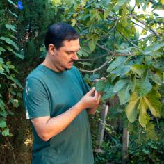 Homme examinant une feuille de figuier à la recherche de défauts