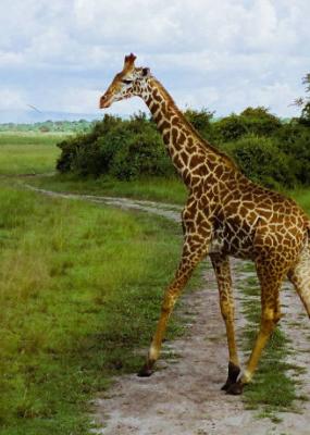 photo d'un éléphant dans une savane au Rwada