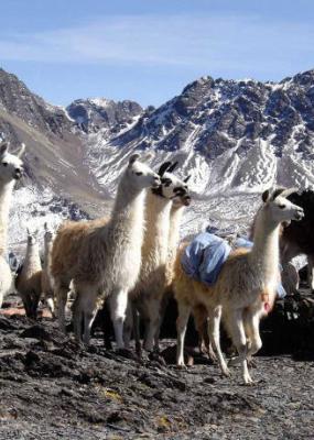 photo avec des lamas sur une colline en Bolivie