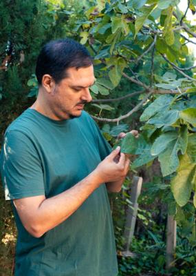Homme examinant une feuille de figuier à la recherche de défauts