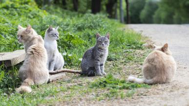 chats