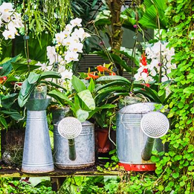 Jardin