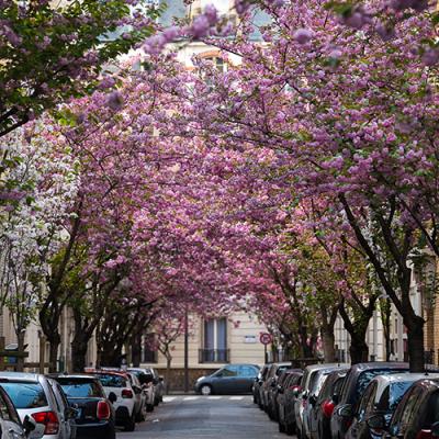 patrimoine arboré