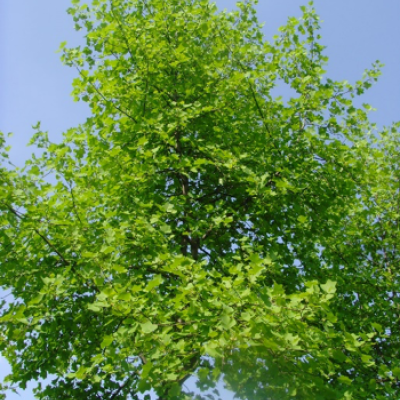 ar11_0