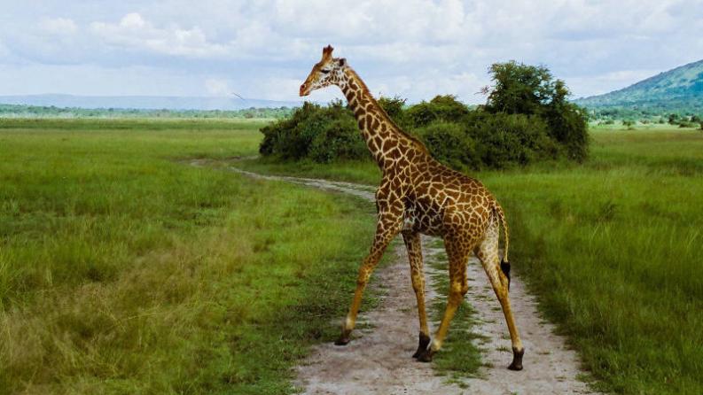 photo d'un éléphant dans une savane au Rwada