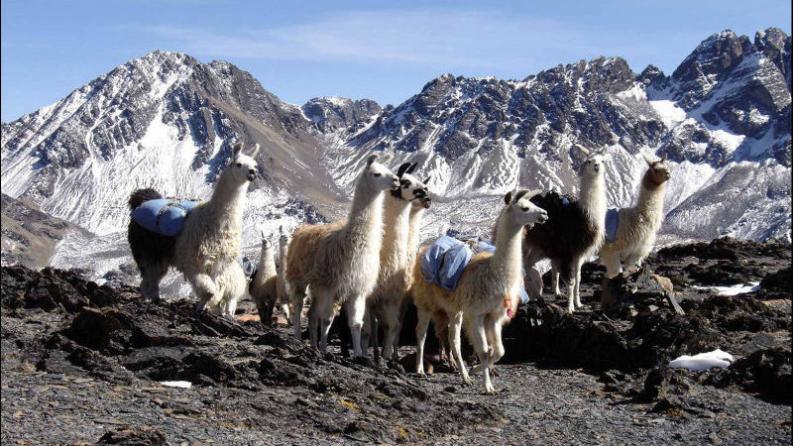 photo avec des lamas sur une colline en Bolivie