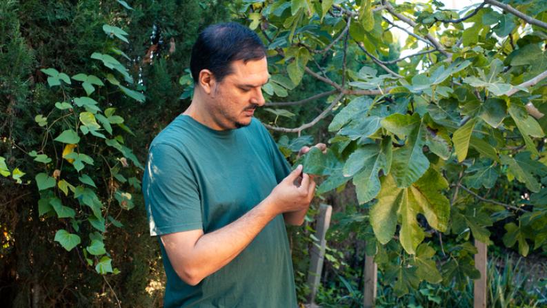 Homme examinant une feuille de figuier à la recherche de défauts