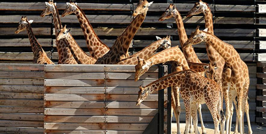 girafes