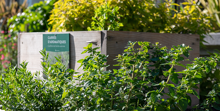 Herbes aromatiques