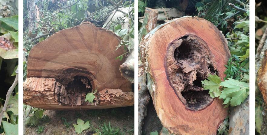 Photos de certains des arbres abattus le 2 septembre 2024