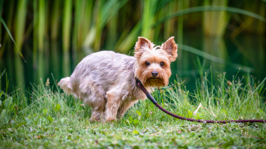 Chien