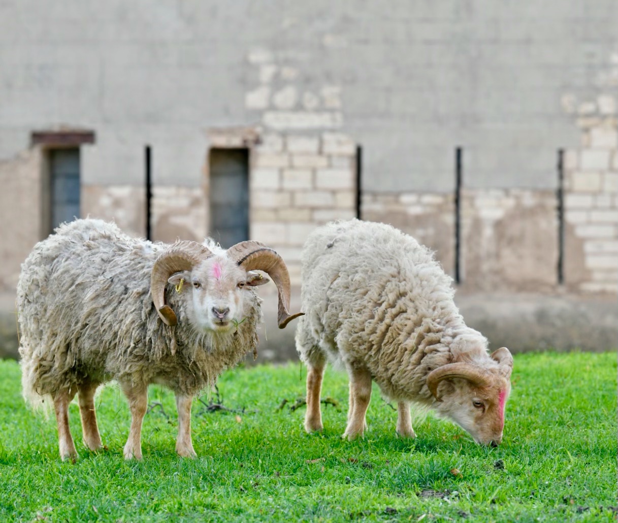 deux moutons qui broutent